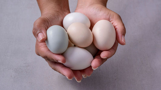 organic eggs Washington state