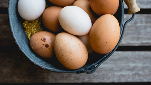 Hand-Collected with Care: Our Gentle Egg Gathering Process