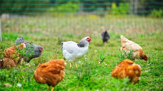 local organic eggs Western Washington