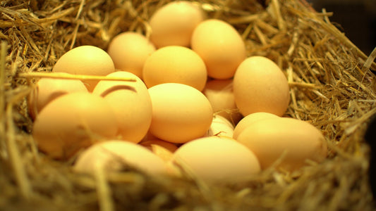 Daily Fresh Guarantee: How We Ensure Peak Egg Quality