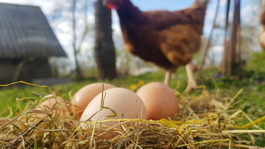 USDA Organic Standards: How Our Eggs Meet the Highest Requirements