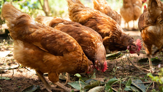 Farm Fresh vs Store-Bought Organic: The Difference is Clear