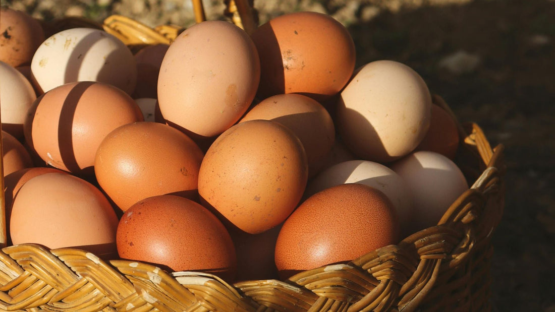 Washington organic farm eggs