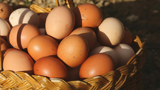 Washington organic farm eggs