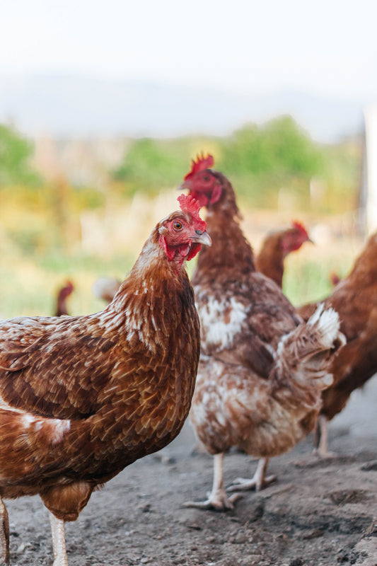 From Organic Feed to Your Table: Our Chicken Egg Journey