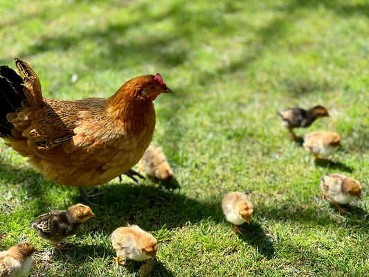 Our Story: From Three Chickens to a Full Pasture