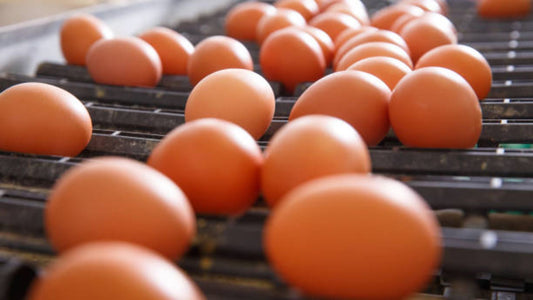 Neighborhood Farm Eggs: Know Your Source