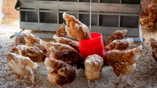 Area Farm Fresh Eggs: How to Find, Buy, and Store Them Right