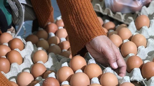 Maximum Fresh Eggs | Misty Meadows Organics