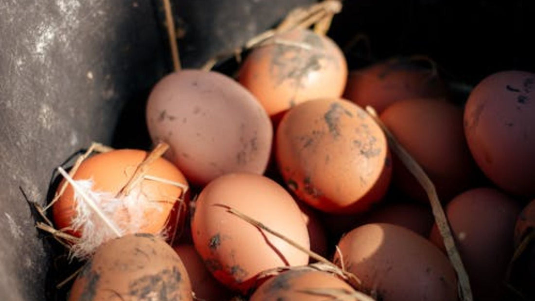 Farm Fresh Egg Sales: A Buyer's Guide to Real Quality