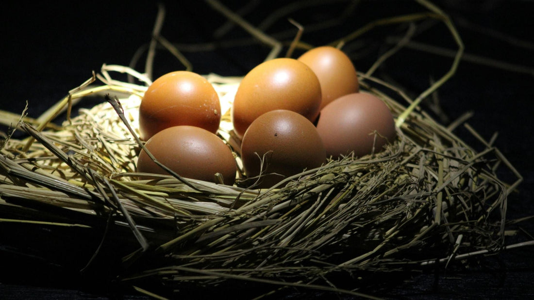 Farm Fresh Eggs for Sale: Choosing Wisely