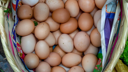 True Pasture-Raised Eggs: What This Label Really Means