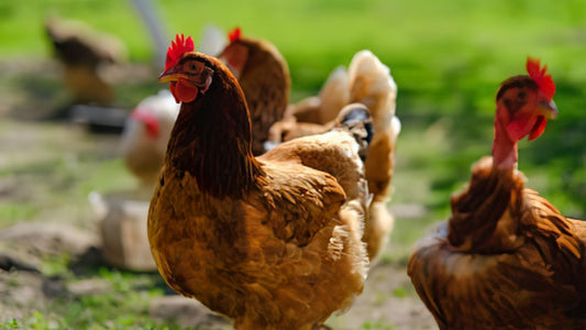 What Is a Pasture Raised Egg (And Why the Label Isn't Always the Truth)