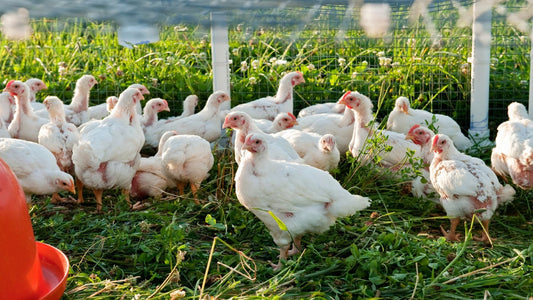 Third-Party Verified Pasture Standards: Our Certification Process