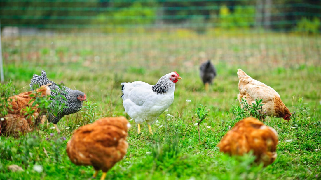 Free Range Pasture System: Maximum Freedom for Natural Behavior