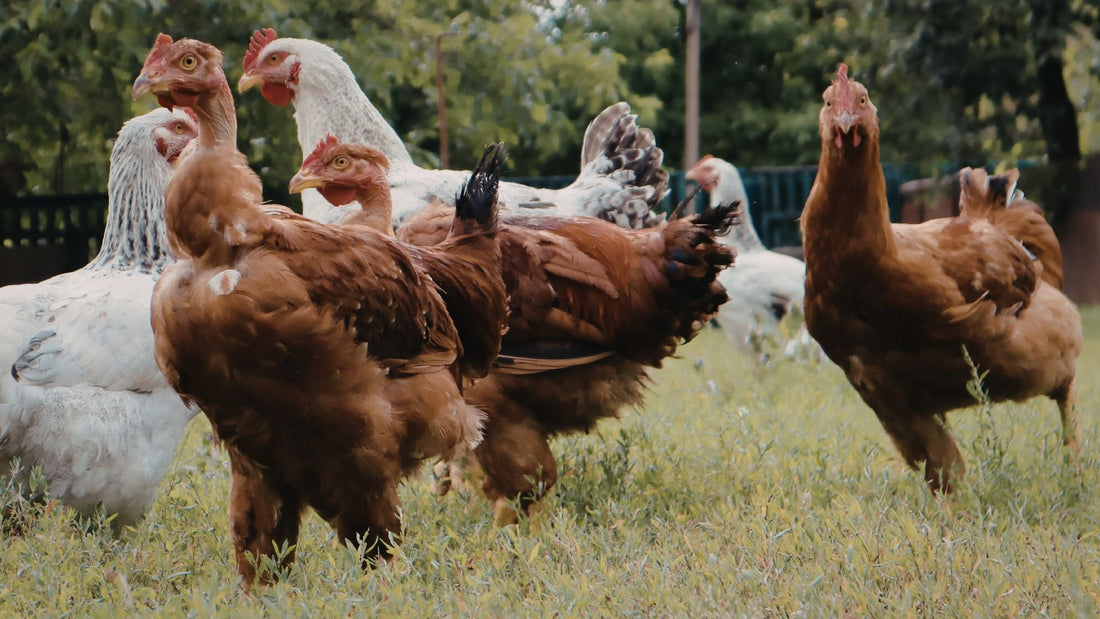 Grass Fed Chicken Eggs