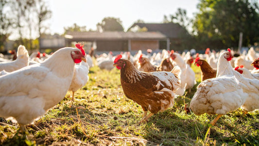 Outdoor Raised Eggs