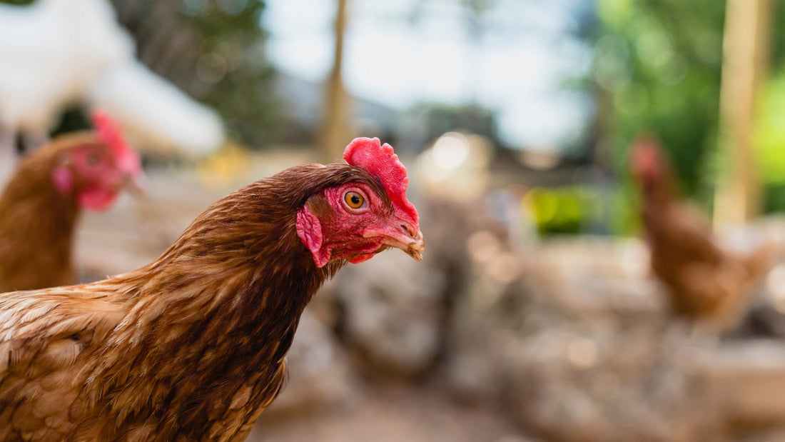 Family Farm Eggs | Misty Meadows Organics