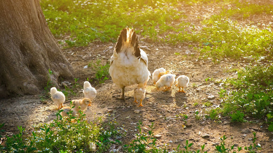 Field Raised Eggs