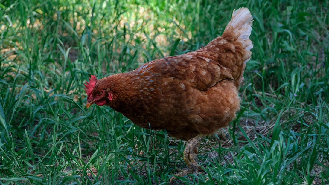 Mobile Coop System: Fresh Pasture Access Every Few Days