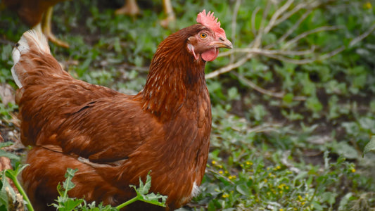 Paddock Management: Organized Grazing for Optimal Nutrition