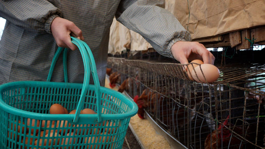 Farm collected eggs | Misty Meadows Organics