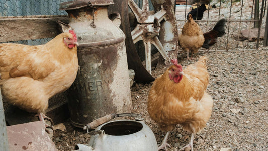 farmhouse eggs | Misty Meadows Organics