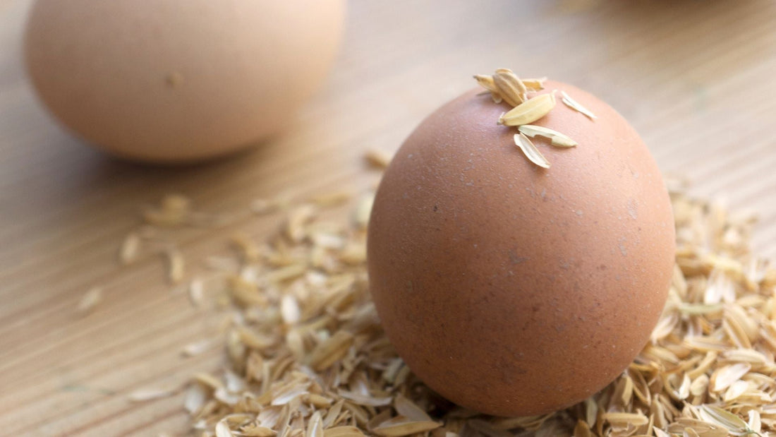 Where to Buy Organic Eggs Across Western Washington