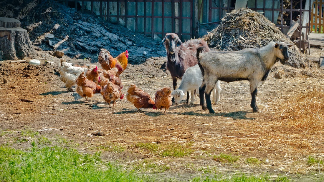 farm raised egg | Misty Meadows Organics