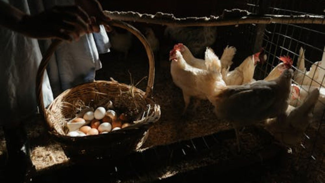 Can White Eggs Be Organic? What Shell Color Actually Has to Do With It