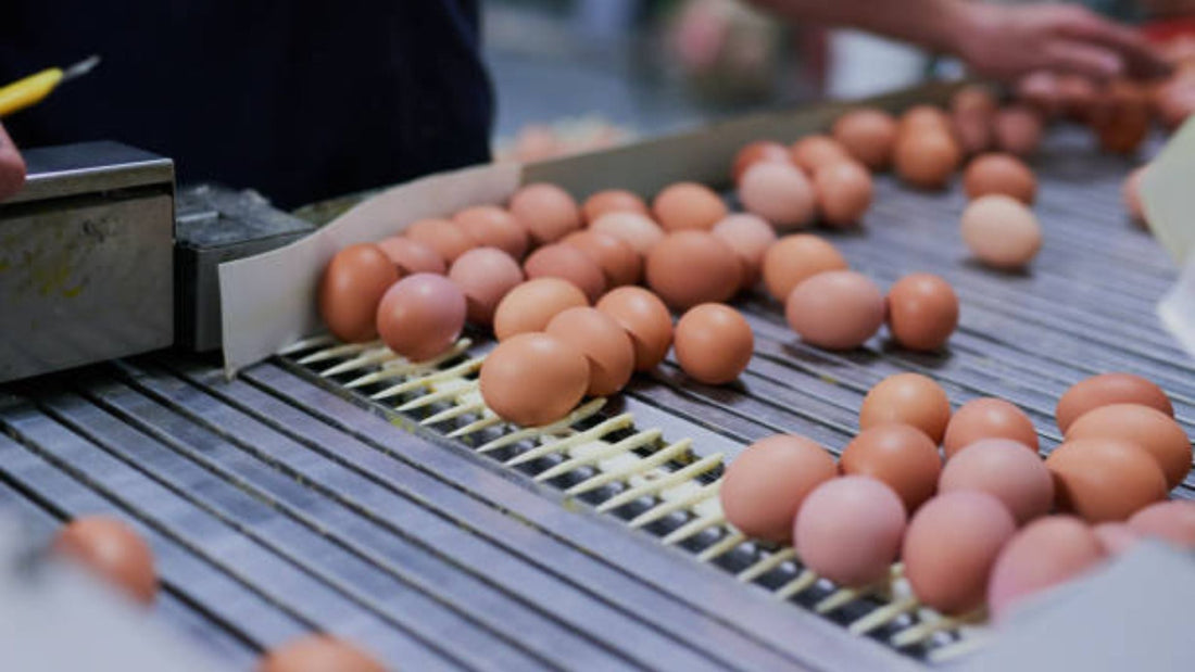 Artisan Egg Production: Traditional Methods for Modern Quality
