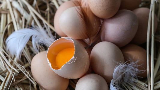 morning fresh eggs | Misty Meadows Organic