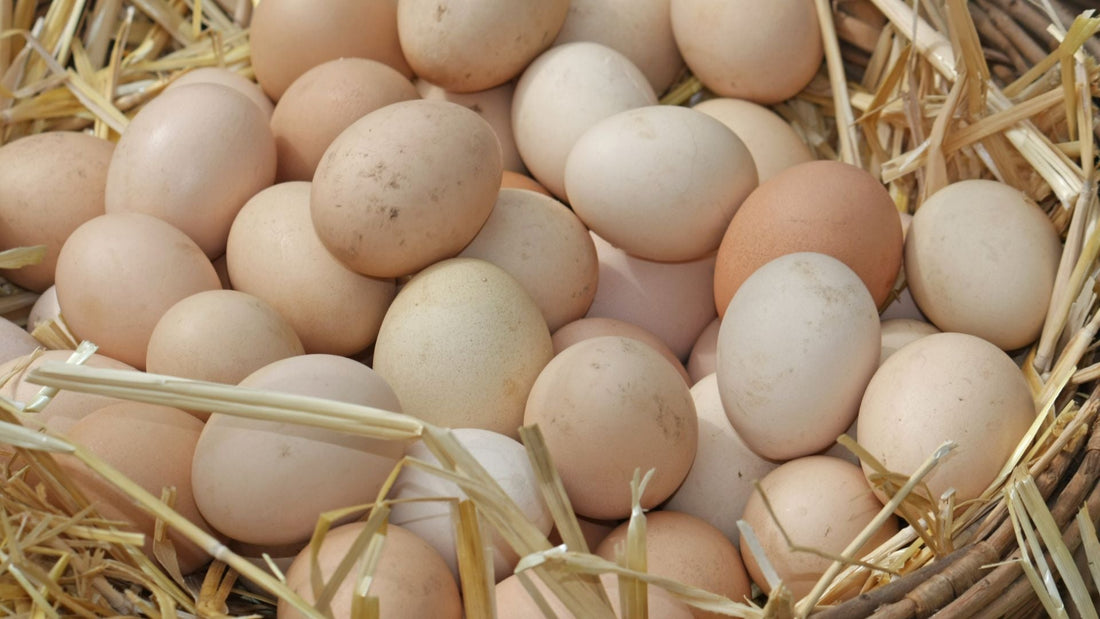 Never Refrigerated Eggs: What the Bloom Does and Why It Changes Everything