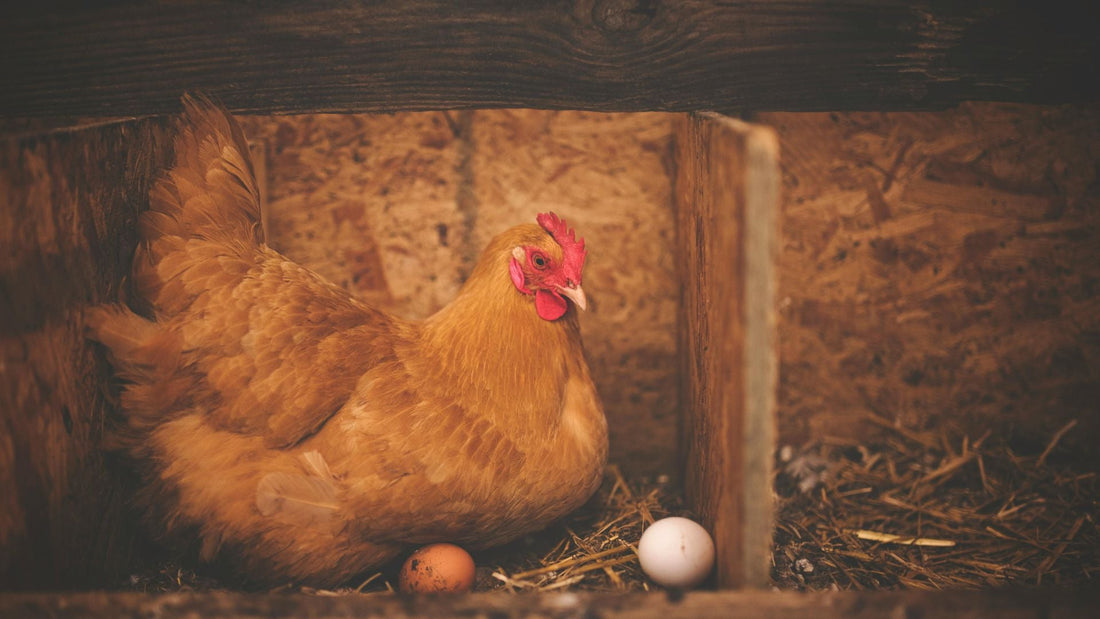 Farm Fresh Eggs Near Me: Finding Quality Close By