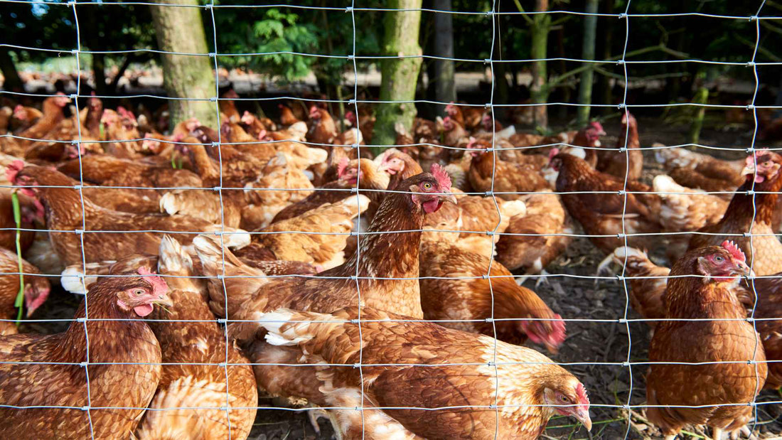 Area Pasture Eggs How Local Geography Affects Egg Quality