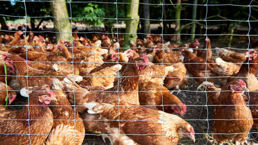 Area Pasture Eggs How Local Geography Affects Egg Quality