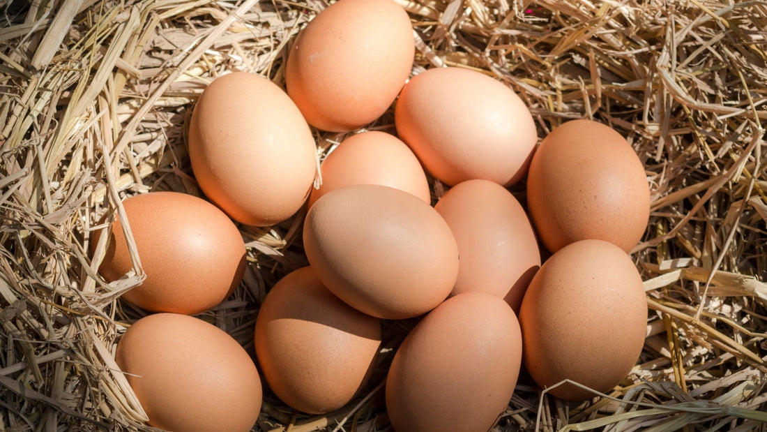 Daily Fresh Guarantee: How We Maintain Peak Egg Quality
