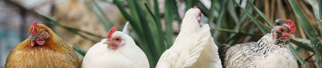 What Is Organic Chicken Eggs: The Full Definition, Standards, and What It Means for Your Family