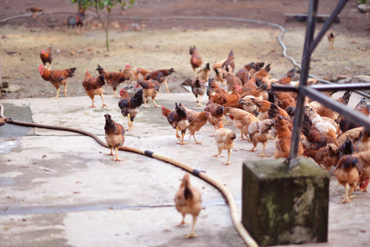How Daily Care Creates Ethical Treatment Eggs on a Real Family Farm