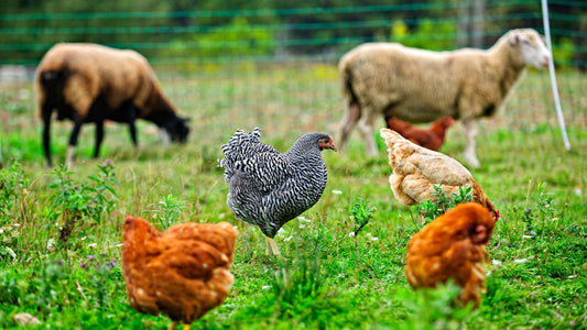 Real Pasture Raised Eggs