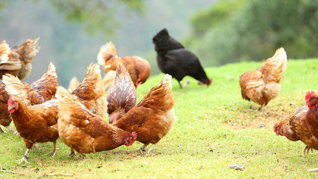 Comparing Organic Eggs Whatcom County: The Best Local Farms