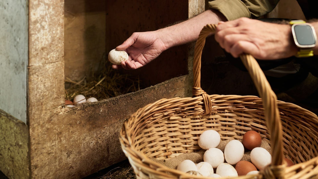 Farm Fresh Eggs Available: Finding Reliable Sources