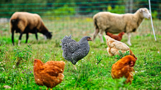 Real Pasture Raised Eggs