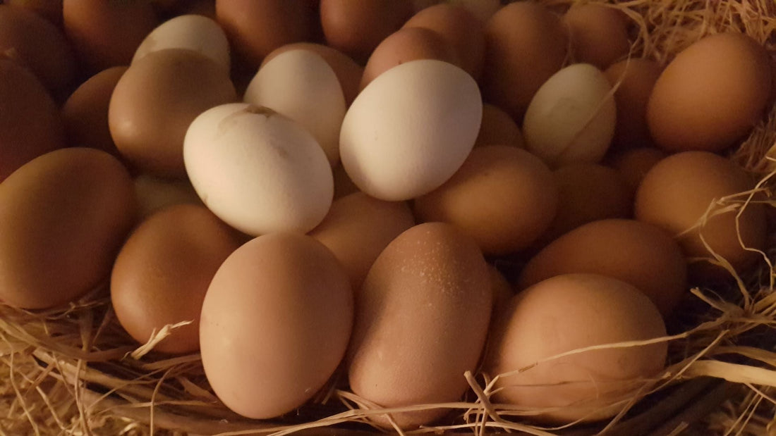 What Really Creates the Farm Fresh Egg Quality Difference