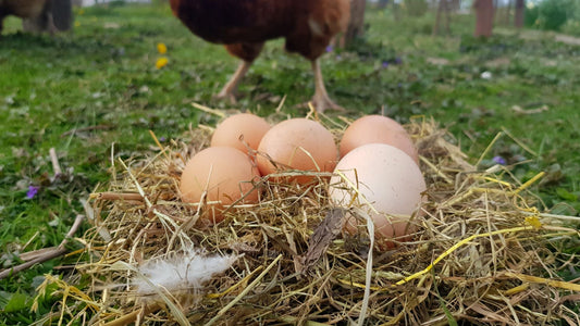 Why We Never Freeze Our Organic Eggs (And Why It Matters)