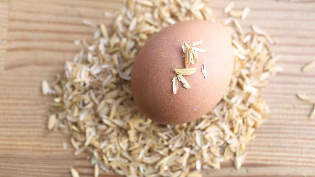 Ethically Raised Eggs: How Farms Balance Profit with Care