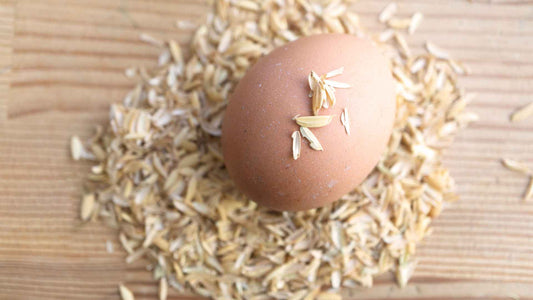 Ethically Raised Eggs: How Farms Balance Profit with Care