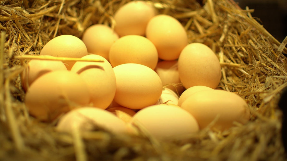 Daily Fresh Organic Eggs: The Promise Behind Every Carton