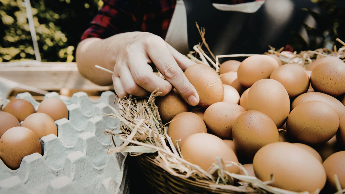 Pick Up Farm Fresh Eggs: What to Look For