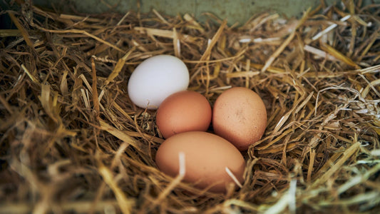 Farm Gate Sales: Buy Organic Eggs Directly from the Source